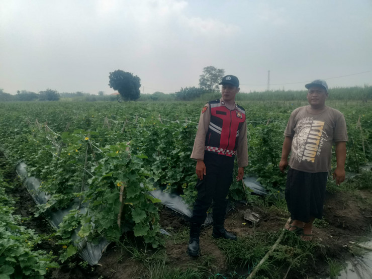 Kanit Binmas Polsek Krembung dan Kades Mojoruntut Tinjau Lahan Pisang, Dukung Swasembada Pangan