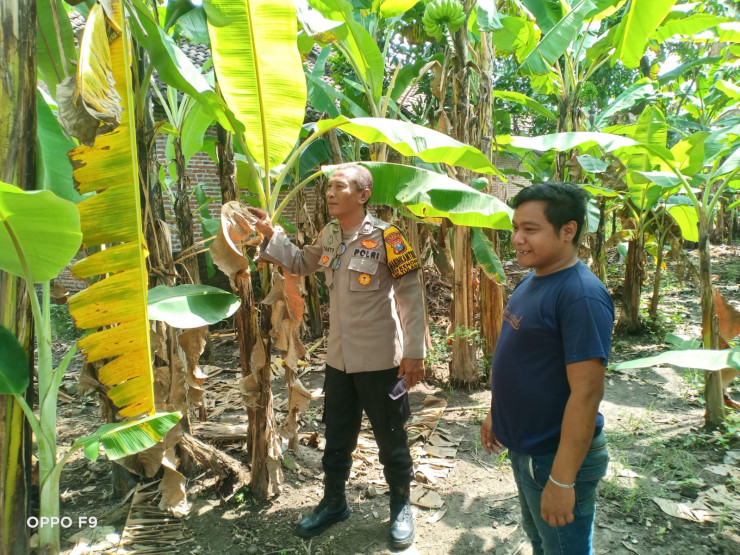 Bhabinkamtibmas Kenongo Motivasi Warga Kembangkan Lahan Pisang, Wujudkan Asta Cita Presiden Prabowo