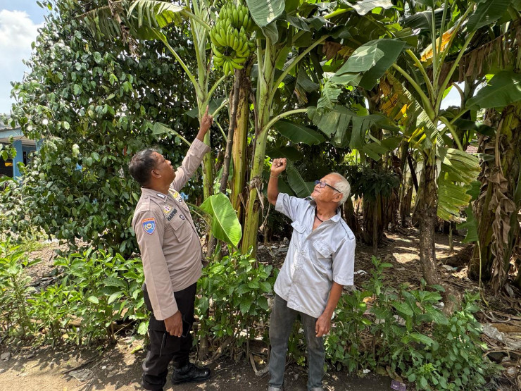Bhabinkamtibmas Desa Kalanganyar Tinjau Lahan Tanaman Pisang untuk Swasembada Pangan