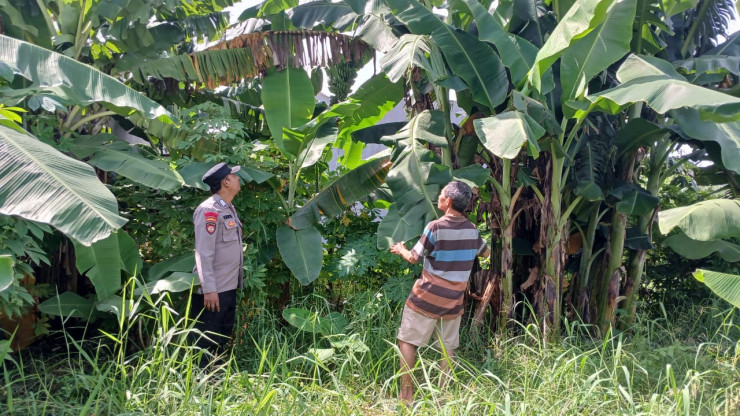 Polresta Sidoarjo | Wujudkan Ketahanan Pangan, Bhabinkamtibmas Polsek Taman Apresiasi Perkembangan Pohon Pisang