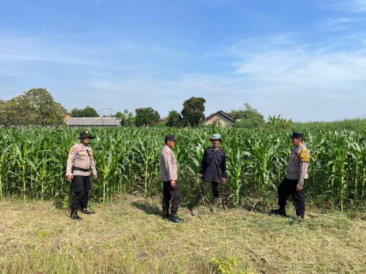 Dukung Swasembada Pangan, Polisi Dampingi Petani di Ladang Jagung
