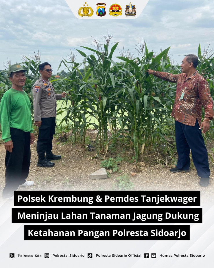 Polsek Krembung dan Pemdes Tanjekwager Tinjau Perkembangan Lahan Jagung untuk Dukung Ketahanan Pangan