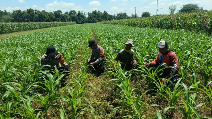 Polresta Sidoarjo Dorong Swasembada Pangan, Pantau Perkembangan Tanaman Jagung di Balongbendo