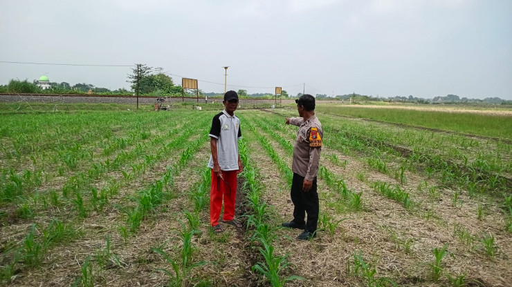 Petani Desa Seketi Diedukasi Rawat Lahan Jagung, Dukung Ketahanan Pangan Nasional