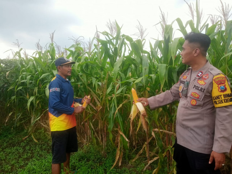 Pastikan Panen Jagung Berhasil, Kanit Binmas Polsek Krembung Turun ke Lahan Pertanian